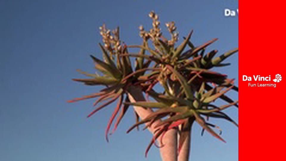 Siyaya - Come Wild With Us - On the Spoor of the Big Snake - Part 1: The Serpent’s Nest