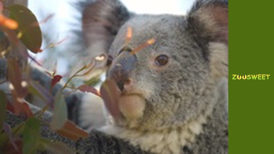 Дикий світ Сан-Дієго - серія 18