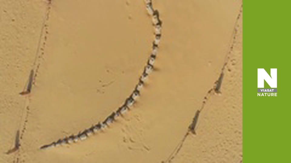 У пошуках загублених звірів - Таємниці жахливого кита