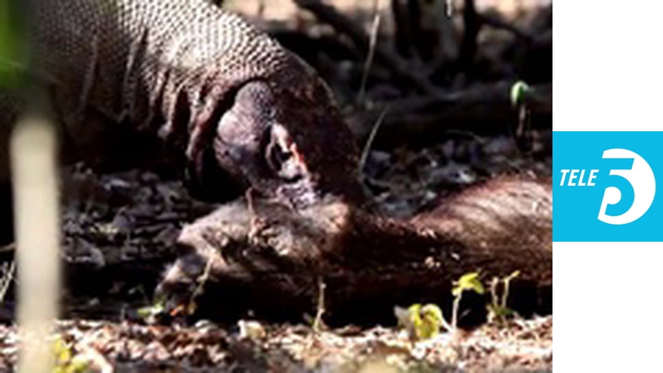 Sekrety zwierząt E26