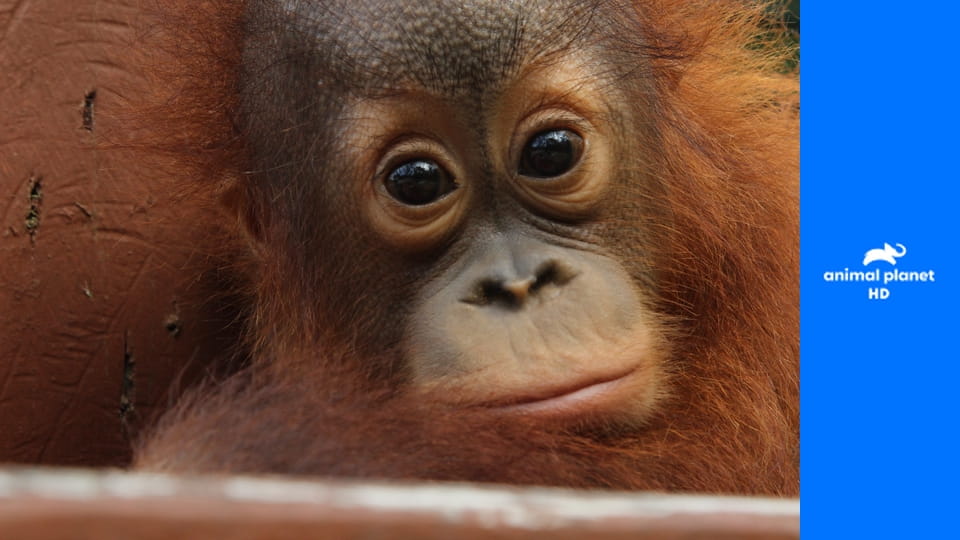 Знакомство с орангутангами S1E7 - Переселение дикого самца