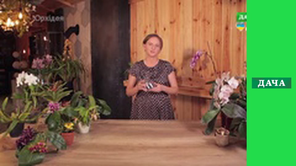 Флористичний гайд