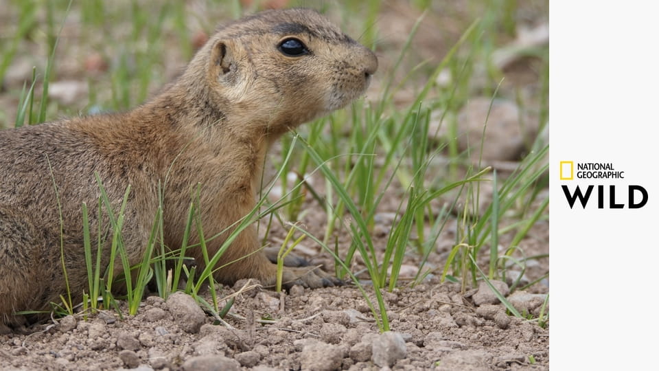 Поместье луговой собачки S1E7 - Маленький негодник