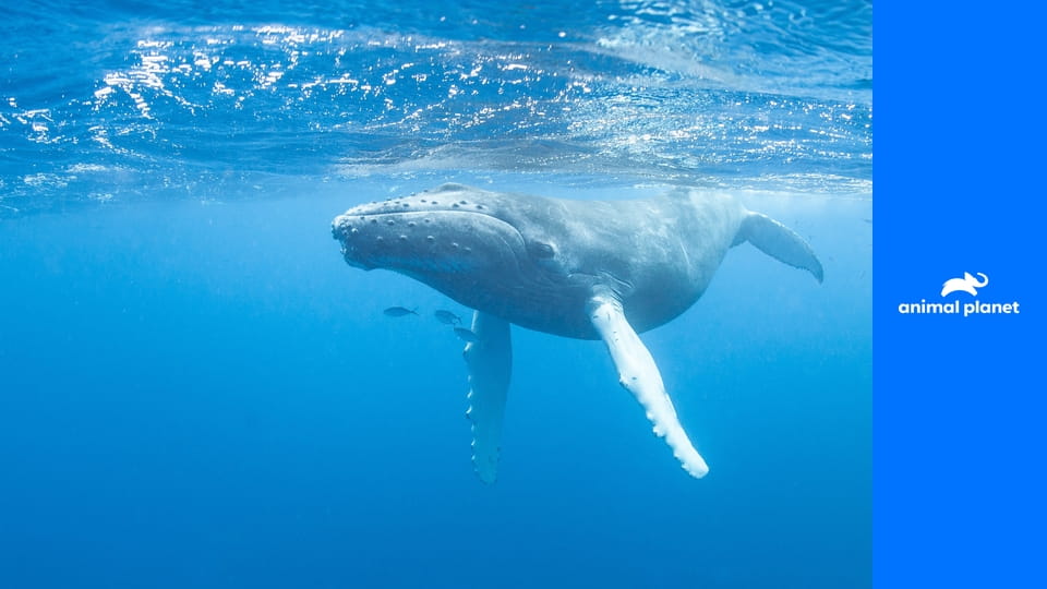 Удивительный мир животных S1E26