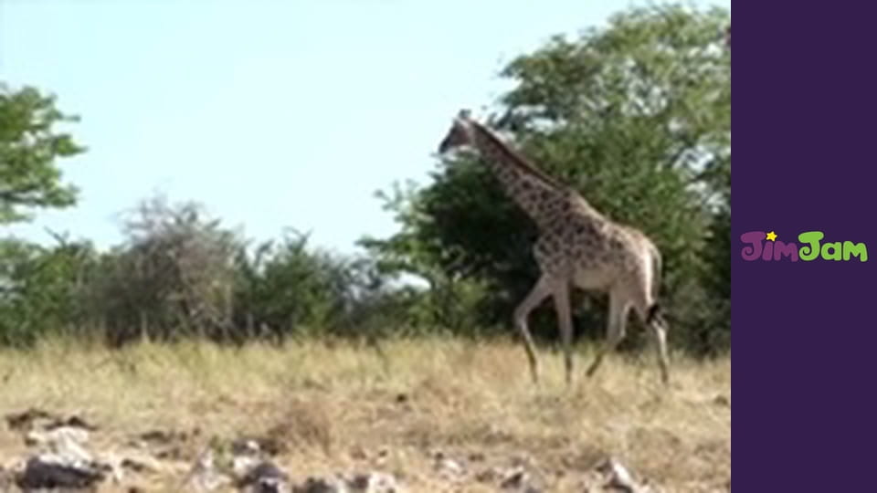 Leo the Wildlife Ranger S3E46 - The Sparkly Squid