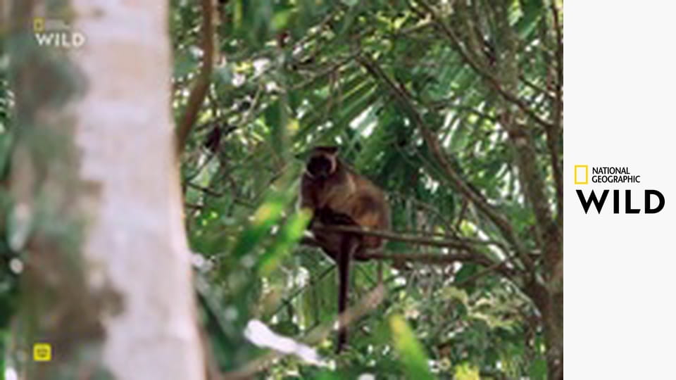 Zrozeni přežít S1E1 - Divoké deštné pralesy