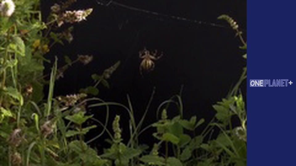 В поисках знаний. - cерия 13