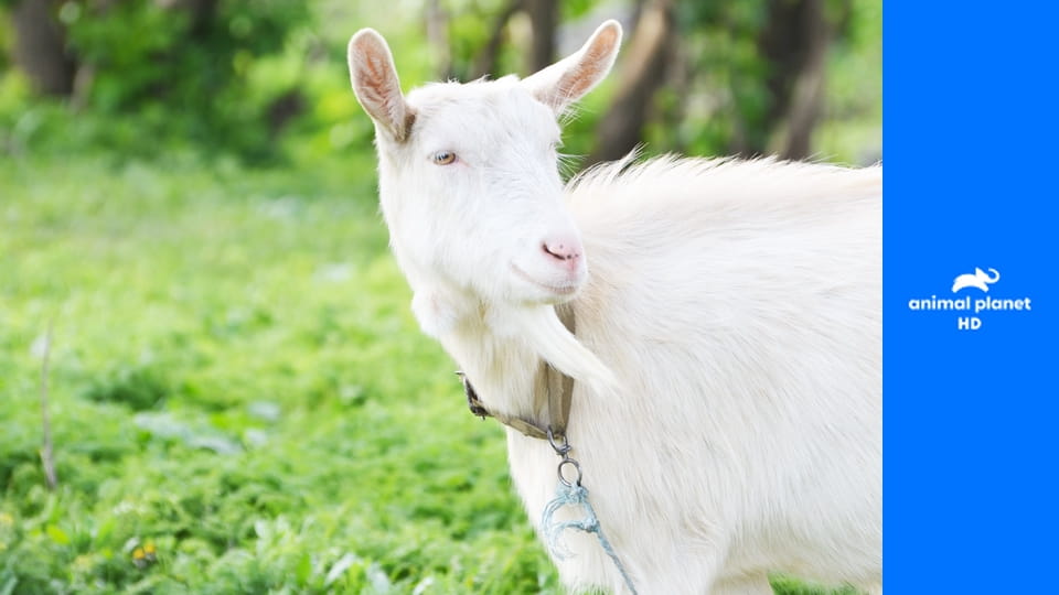 Дома для животных S2E7 - Площадка для карликовых коз