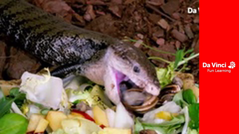 Посольство тварин - Королівський пінгвін