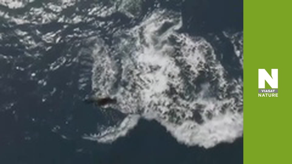 Дика Канада - Осінь