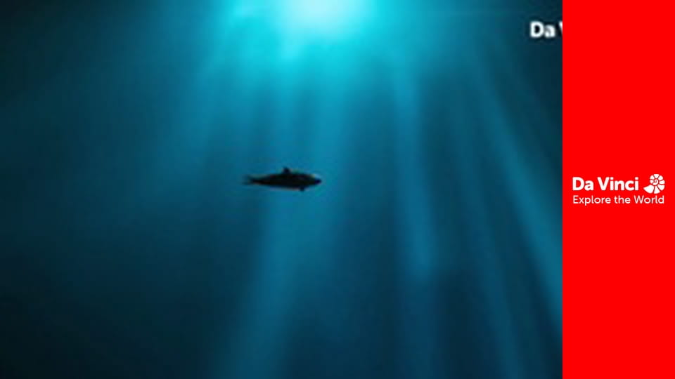 Дитинчата - Восьминоги