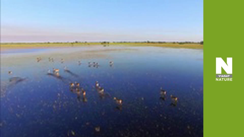 Massive Africa - Namib Desert