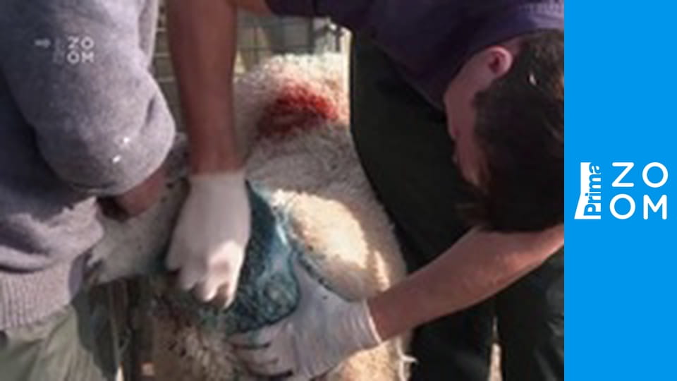 Veterinář z Yorkshiru S12E4