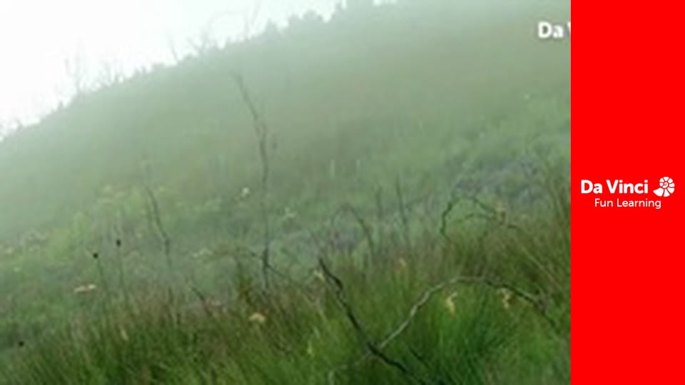 Сіяя - Рушайте з нами - Зачарований ліс