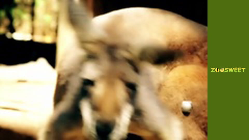 Спільноти тварин, Сезон 1, Випуск 11