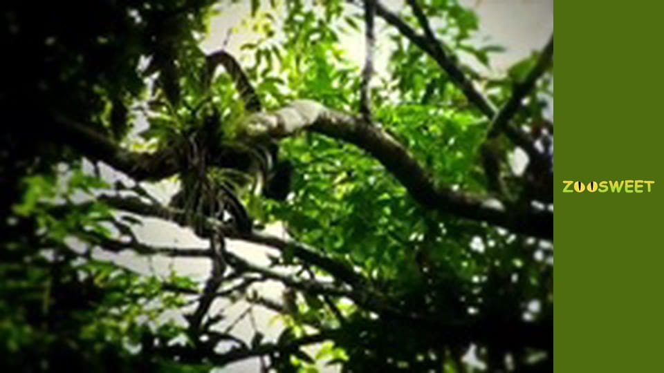 Дике життя, Сезон 1, Випуск 5