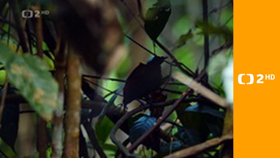 Strategie rozmnožování v přírodě E2