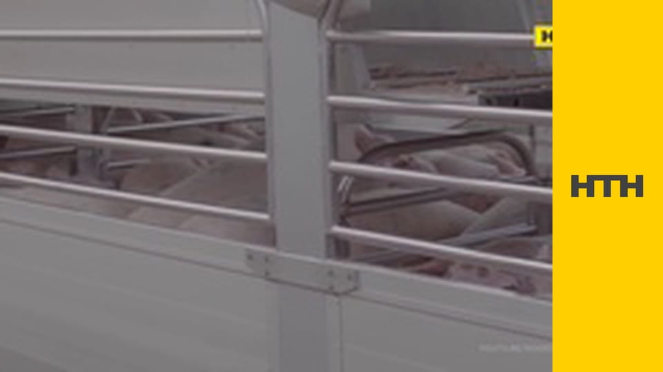 "Випадковий свідок".