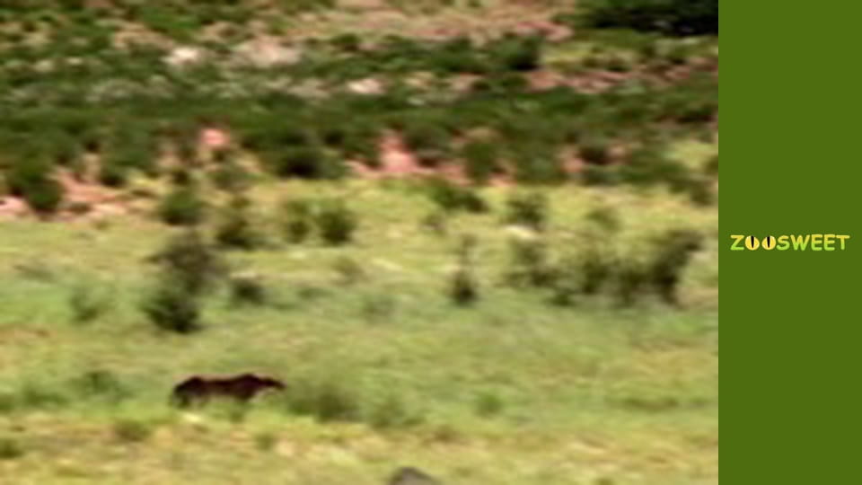 Сіяйа, Сезон 1, Випуск 18