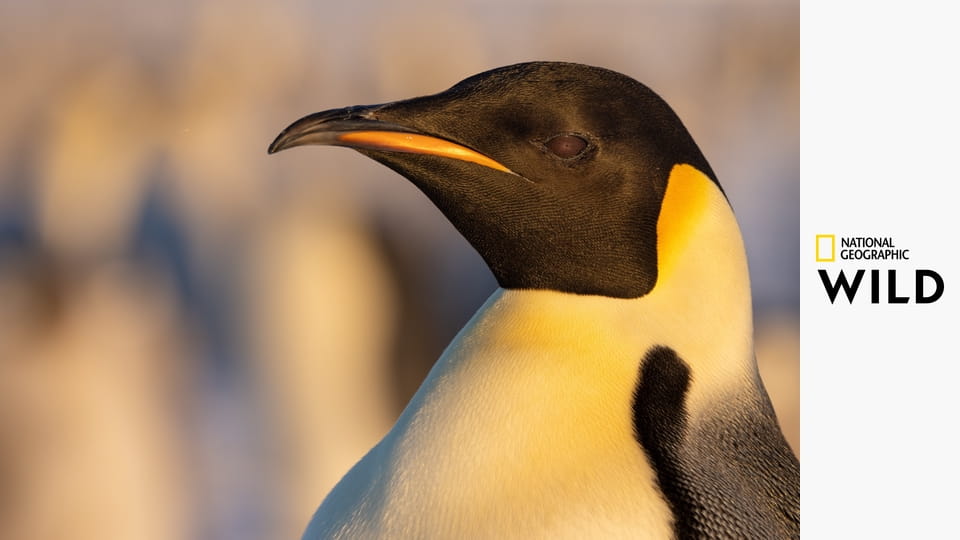 Секреты пингвинов S1E2