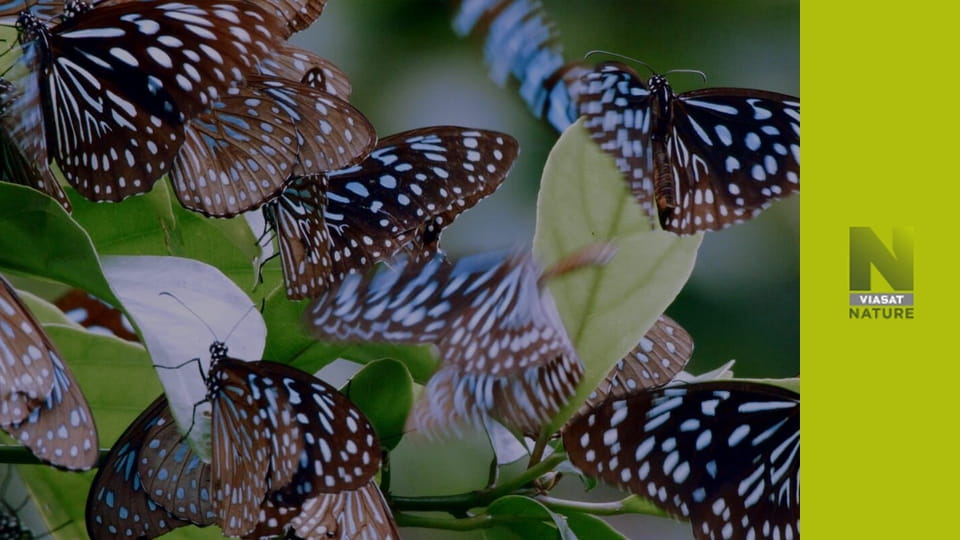 Дикі таємниці Китаю S1E1 - Королівство панд