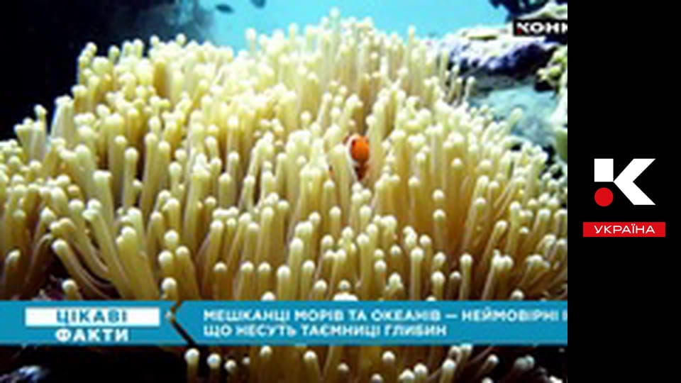 Цікаві факти.