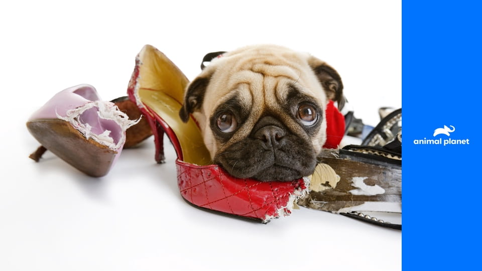 Плохой пес S3E4 - Обезъянье хозяйство