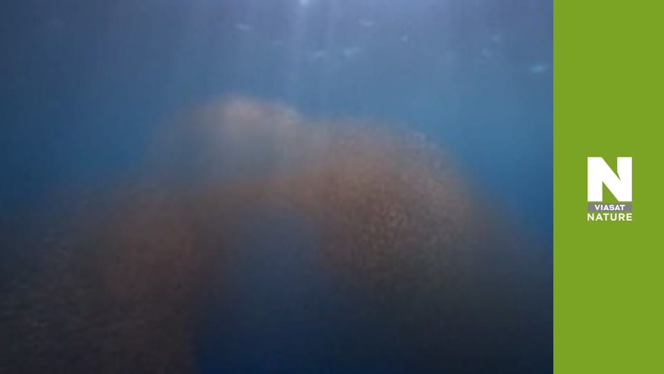 Nature's Mass Attacks - Mighty and the Meek