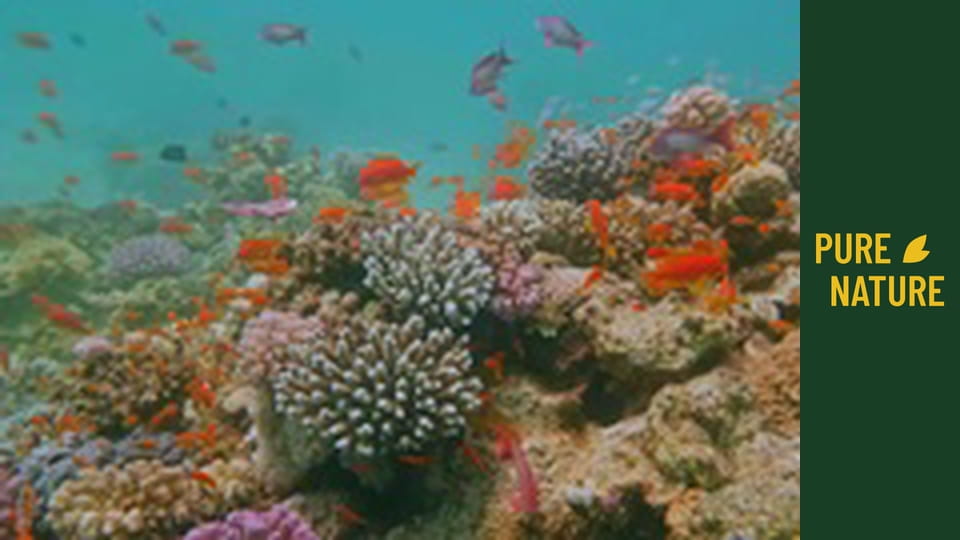 Stunning Underwater Wonders of the Red Sea