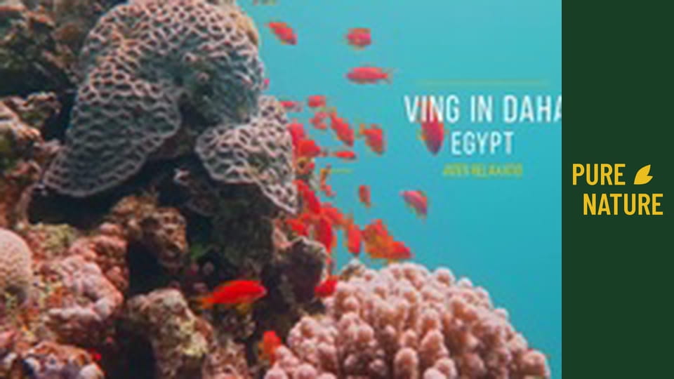 Stunning Underwater Wonders of the Red Sea