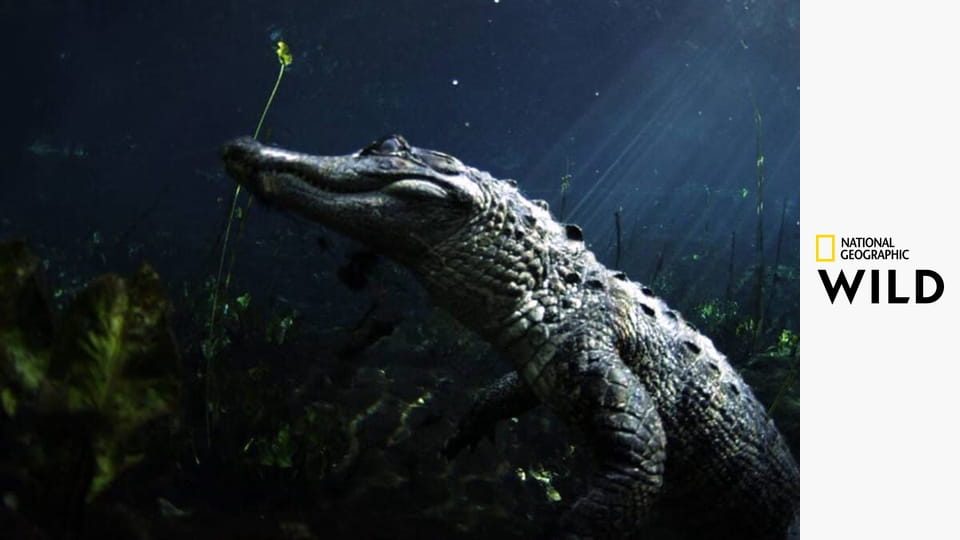 Битва болотных драконов