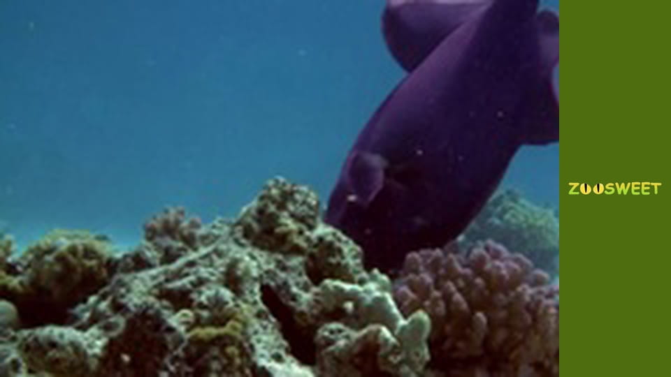 Повернення до природи - серія 1