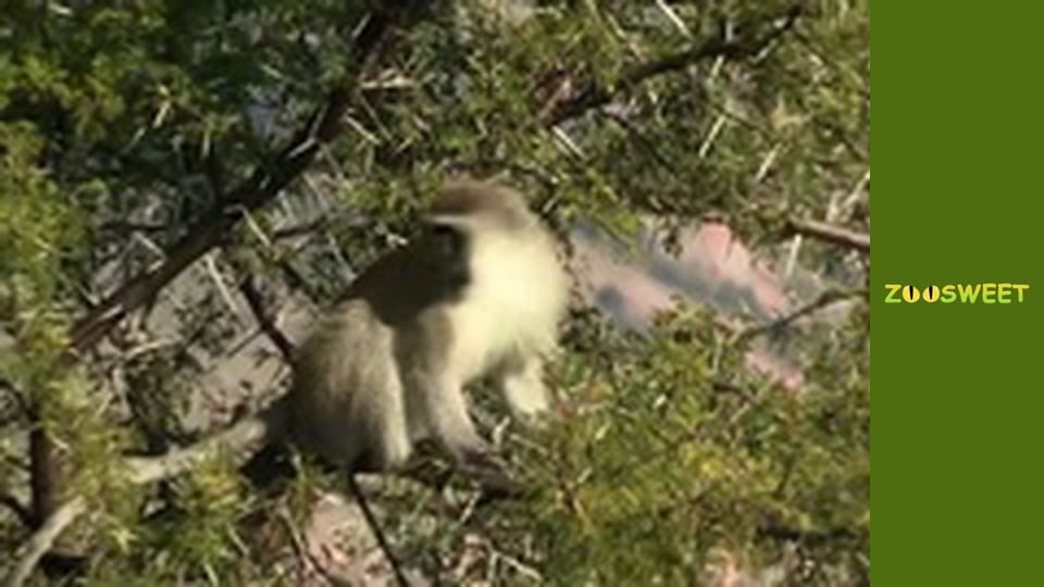 Сіяйа, Сезон 1, Випуск 19