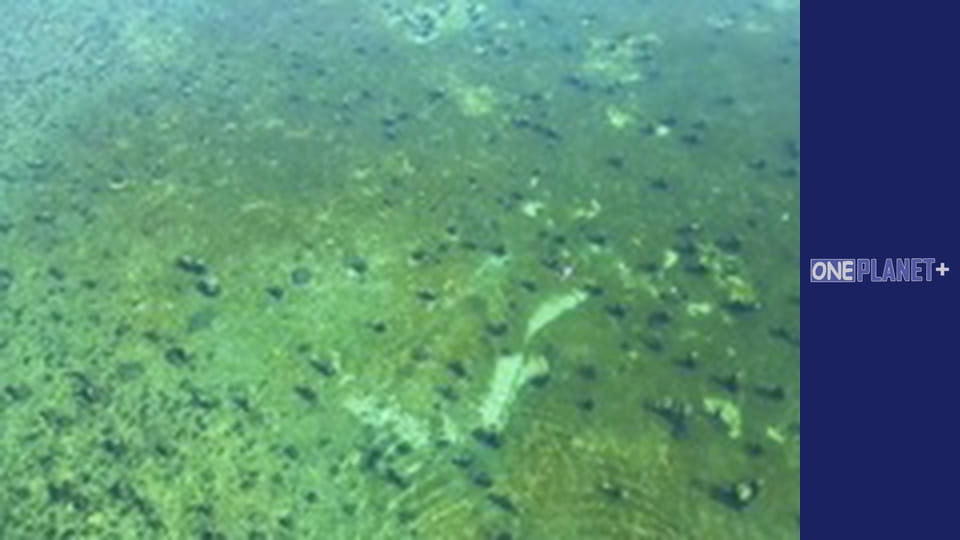 Подорож у Минуле, Випуск 14