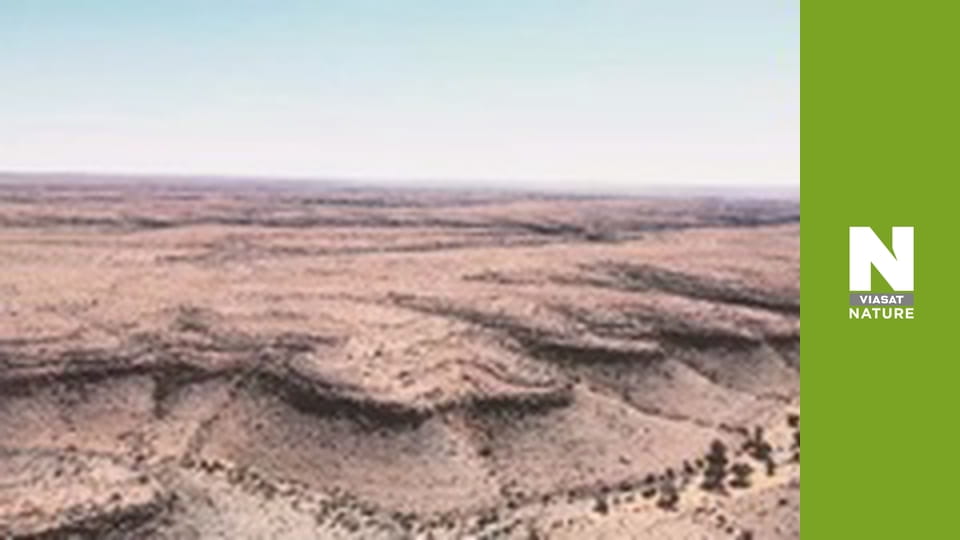 Спекотне життя: Африка - Найсухіша левова савана