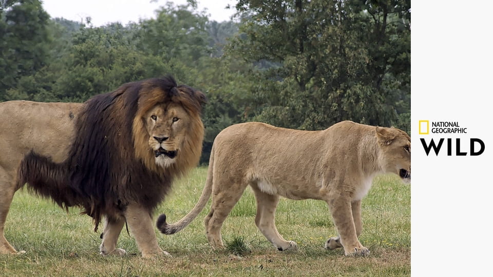 Увлекательная зоология: лучшее S1E1 - Слоны и орангутаны