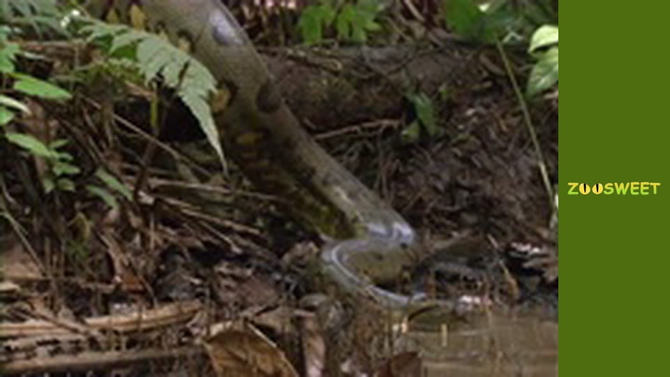 Світ дикої природи - серія 1