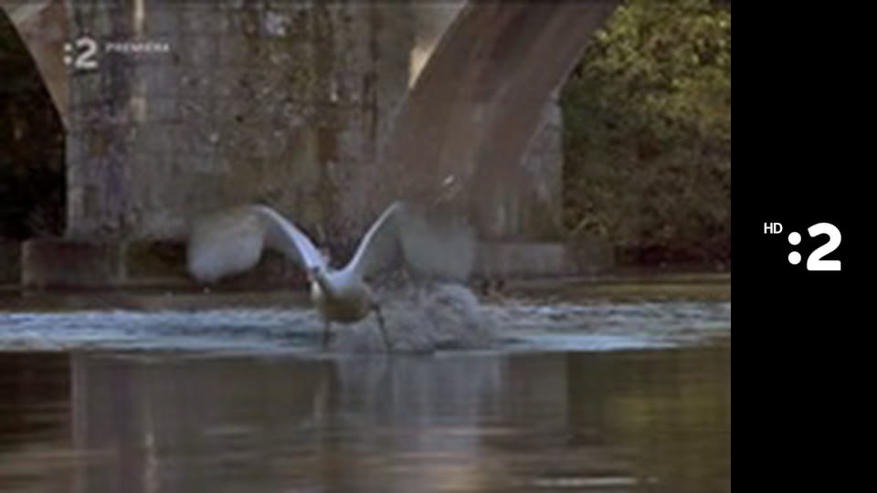 Byť tak zvieratkom E2 - Srnka