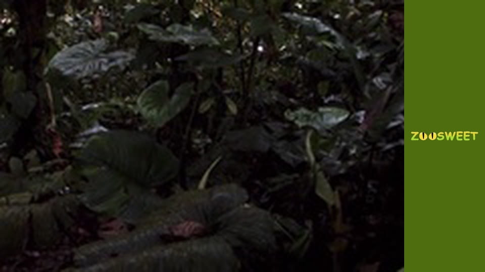 Знайомство з дикою природою, Випуск 20