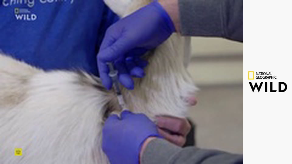 Veterináři z Nebrasky S4E2 - Dobrovolnící do morku kostí