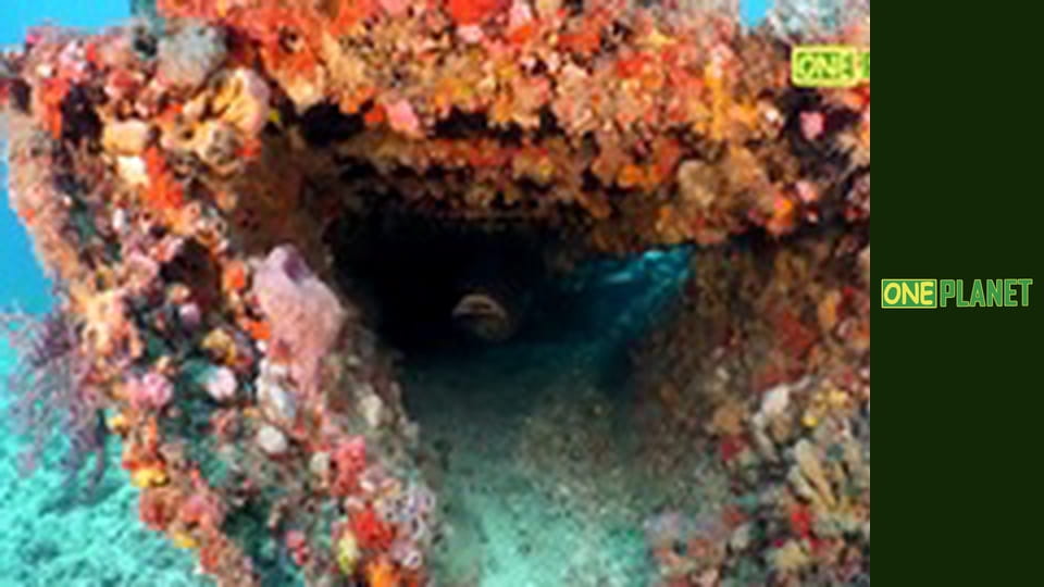 Мир морских глубин, 20 эп.