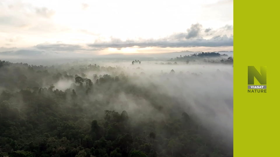 Борнео: дивовижний ліс