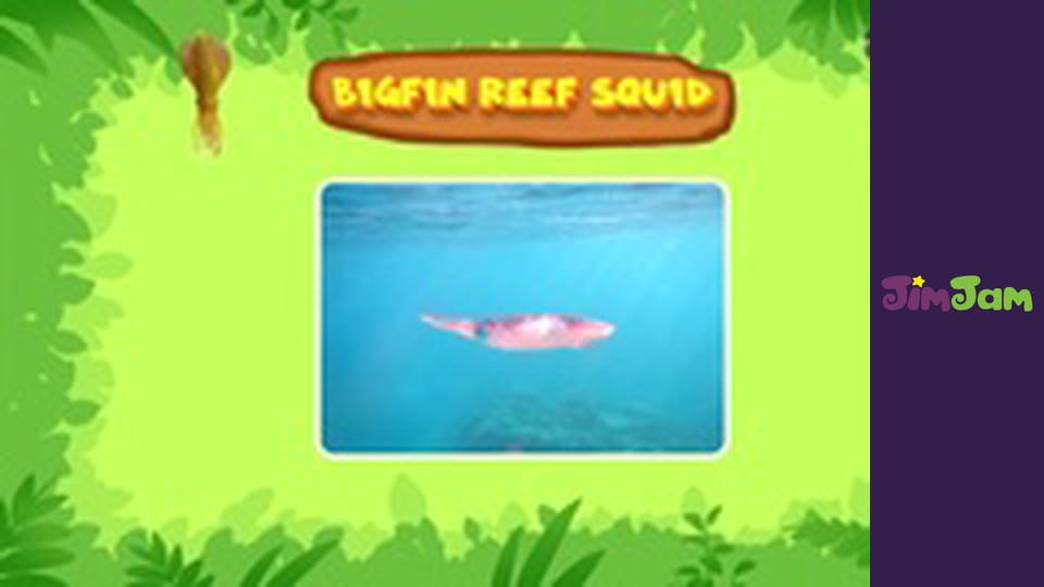 Leo the Wildlife Ranger S3E46