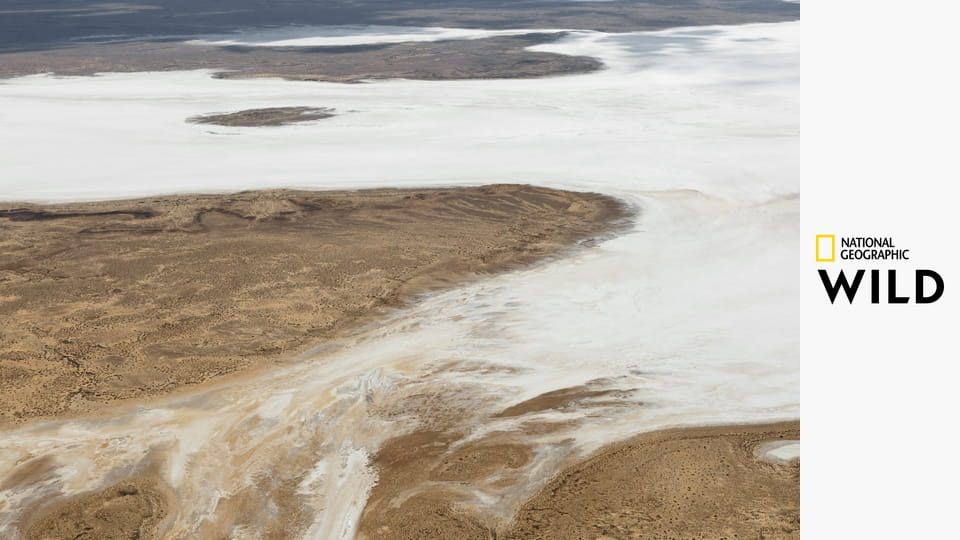 Воздушное сафари