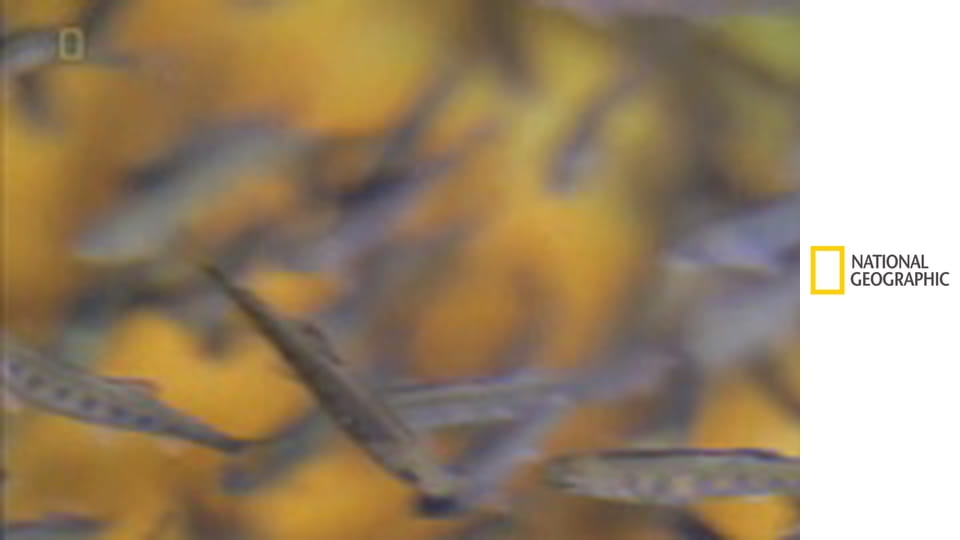 Tényleg így készül?! S1E15 - Muffin és paradicsom