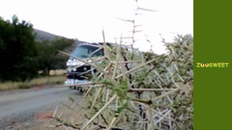 Сіяйа, Сезон 1, Випуск 20