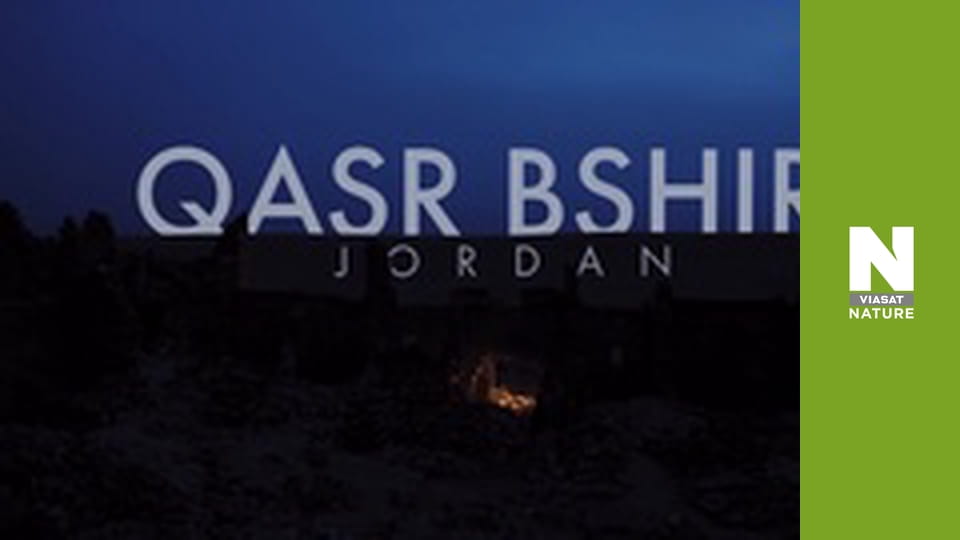 Эволюция - Лечение