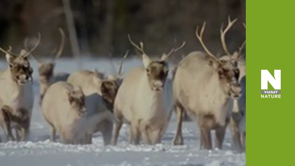 Wild Canada - Spring
