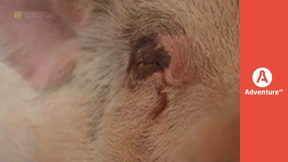 Mój najlepszy zwierzoprzyjaciel E4