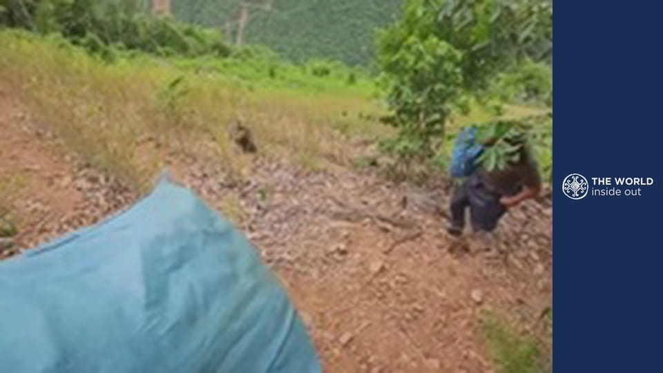Endless coca plantations and skewered roasted Guinea pig. Bolivia.